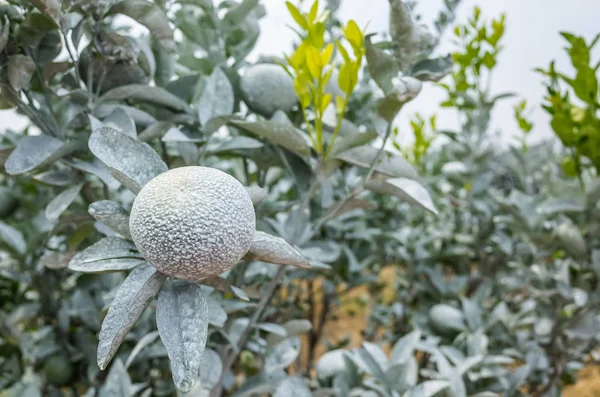 Carbonato de cálcio branco em laranjeiras — Fotografia de Stock