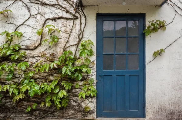Dveře s bílou stěnou a modrým břečťanem — Stock fotografie