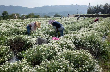 Kasımpatı çiçekleri çiftliğinde çalışan çiftçi.