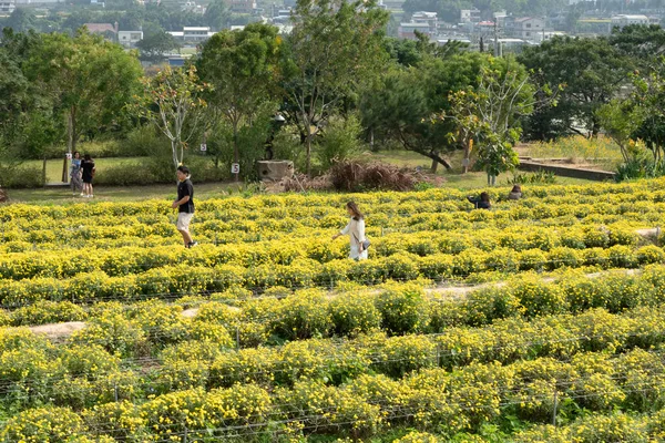 Touristen spazieren in einem Bauernhof mit Chrysanthemenblumen — Stockfoto