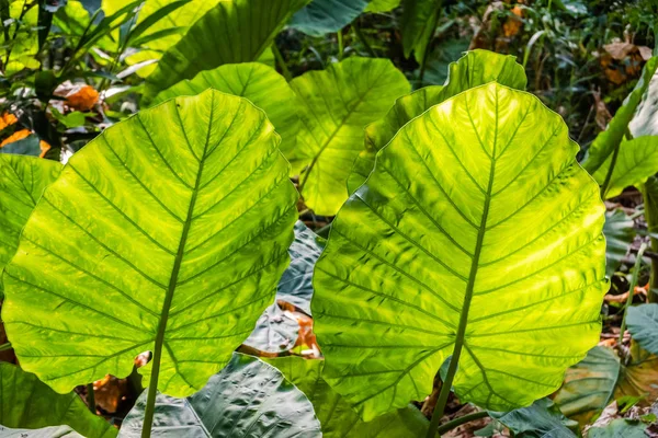 Зелене листя алоазії — стокове фото