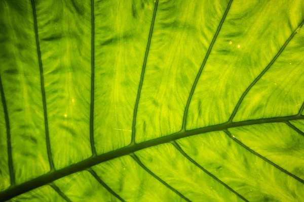Green alocasia odora leaf — 스톡 사진
