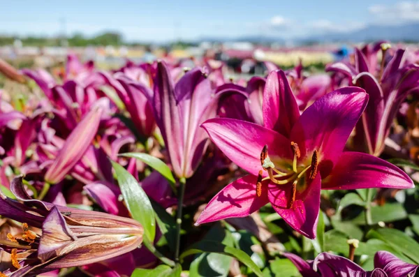 Vörös szépség liliom virágok — Stock Fotó