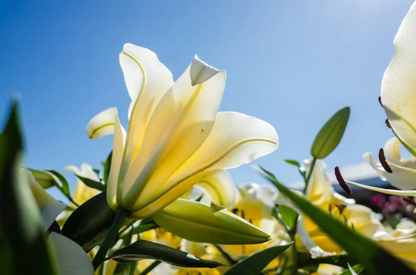 Gelbe Lilienblüten — Stockfoto