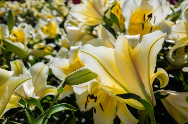 Żółty piękno lilia kwiaty — Zdjęcie stockowe