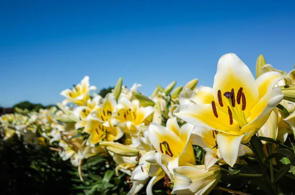 Żółty piękno lilia kwiaty — Zdjęcie stockowe