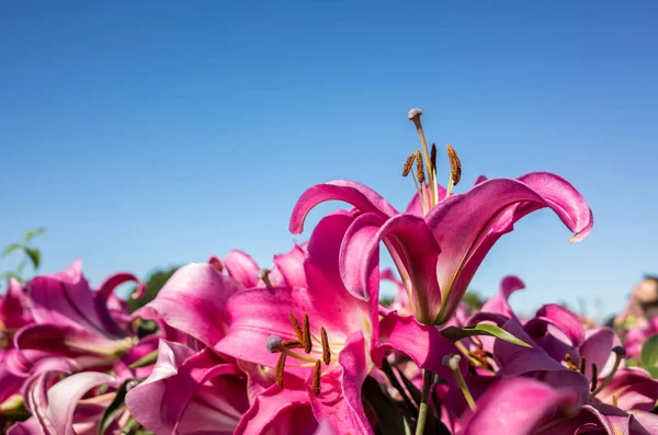 Rode schoonheid lelie bloemen — Stockfoto