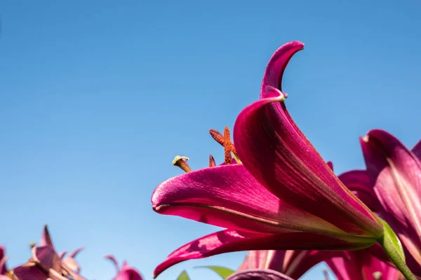 Vörös szépség liliom virágok — Stock Fotó
