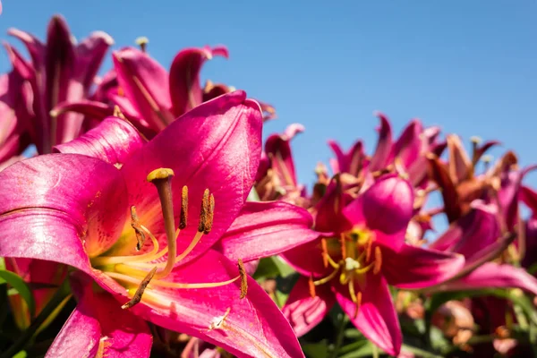 Rode schoonheid lelie bloemen — Stockfoto