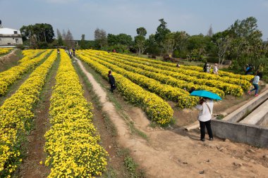 Turistler kasımpatı çiçekleri arasında yürürler.