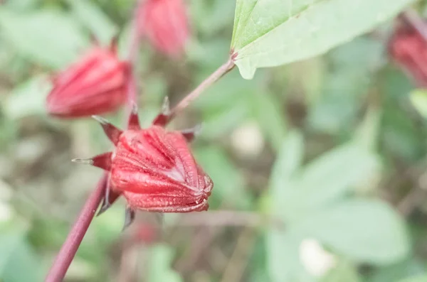 赤いローゼルの花 — ストック写真