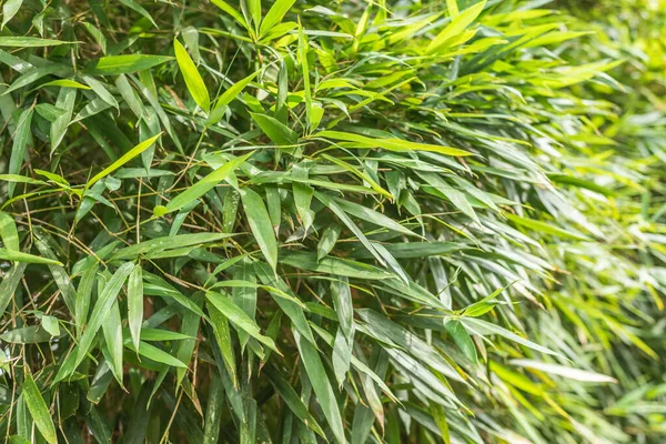 Green bamboo in the outdoor — Stock Photo, Image