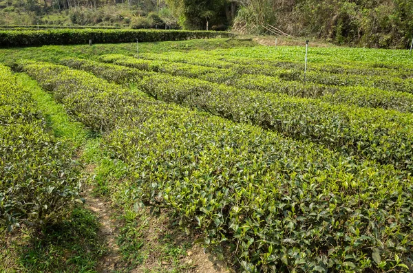 Zöld tea farm a völgyben — Stock Fotó