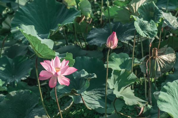 Pink lotus flower — Stock Photo, Image