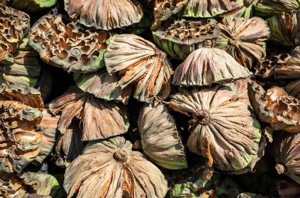 Dry seed pod of lotus — Stock Photo, Image