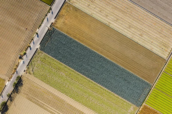 Kleurrijke boerderij met groenten en rijst — Stockfoto