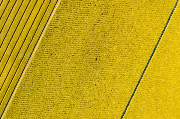 Farbenfroher Bauernhof mit Gemüse und Reis — Stockfoto