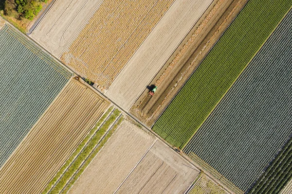 Fazenda colorida com legumes e arroz — Fotografia de Stock