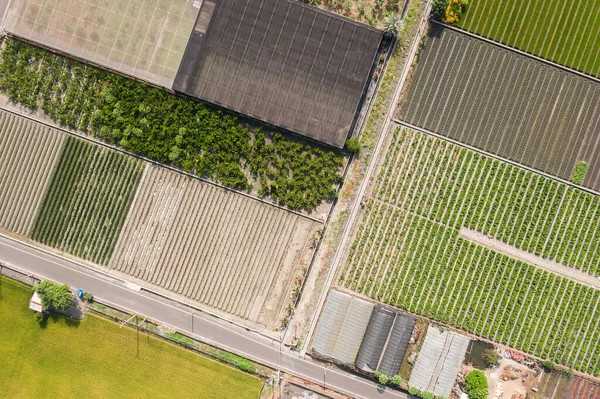 Kleurrijke boerderij met groenten en rijst — Stockfoto