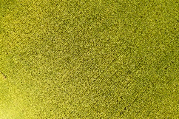 Vue aérienne de la ferme de riz jaune — Photo
