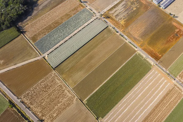 Färgglad gård med grönsaker och ris — Stockfoto