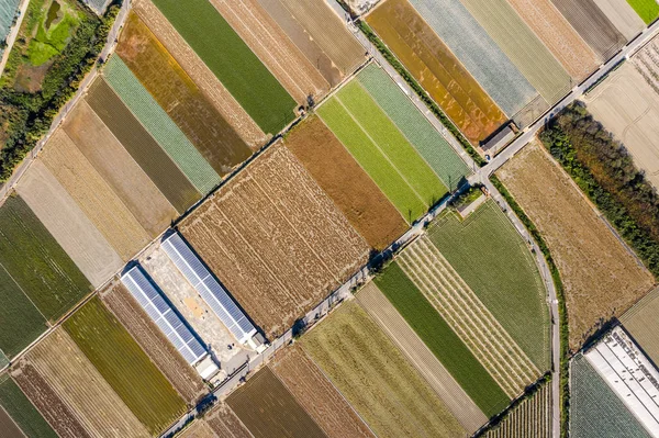 Kleurrijke boerderij met groenten en rijst — Stockfoto