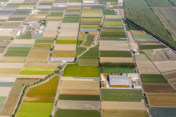 Kleurrijke boerderij met groenten en rijst — Stockfoto