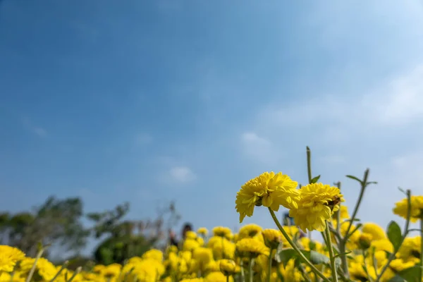 Piękny żółty chryzantemy gospodarstwa — Zdjęcie stockowe