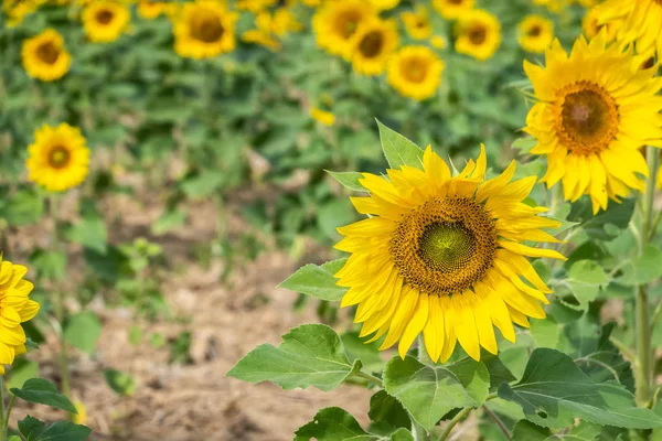 Girassóis fazenda com flores amarelas — Fotografia de Stock