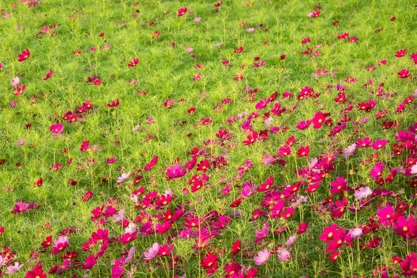 Cosmos flores granja — Foto de Stock