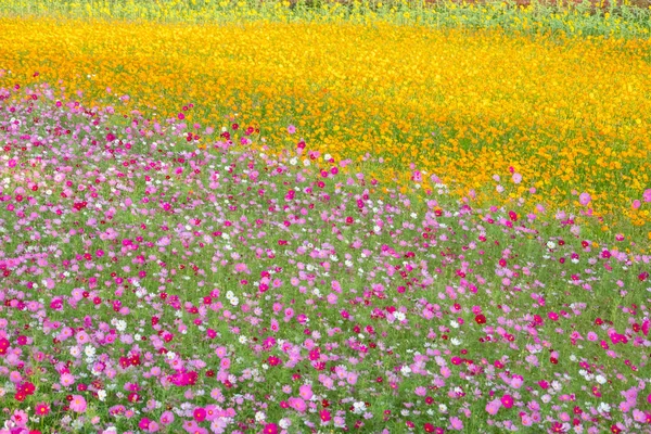 カラフルなコスモスの花の農場 — ストック写真