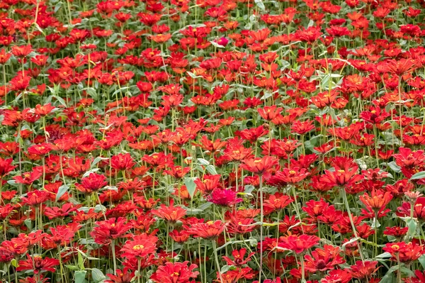 Cosmos coloridos flores fazenda — Fotografia de Stock