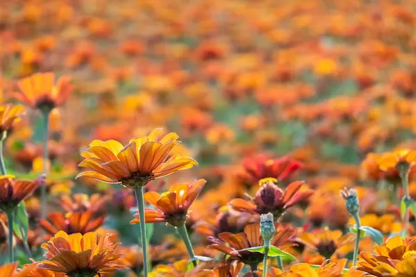 화려 한 우주의 꽃 농장 — 스톡 사진