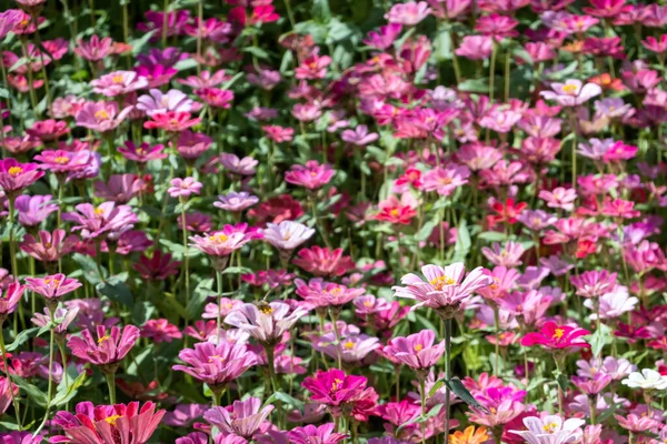 Cosmos coloridos flores fazenda — Fotografia de Stock