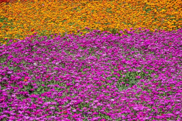 Rosa y púrpura cosmos flores granja — Foto de Stock