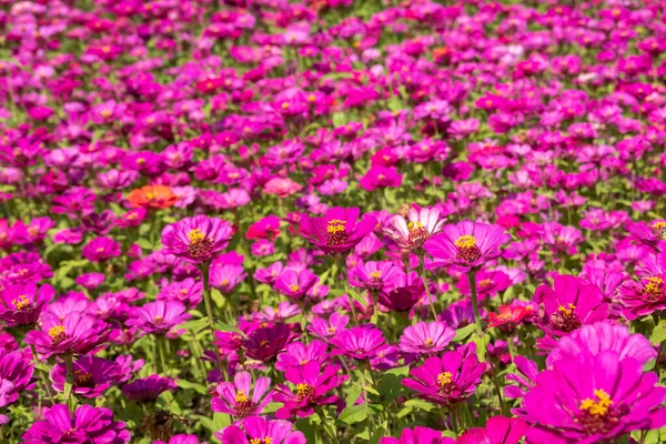 Rosa e roxo cosmos flores fazenda — Fotografia de Stock