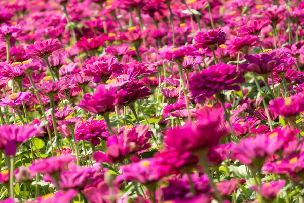 Rosa e roxo cosmos flores fazenda — Fotografia de Stock