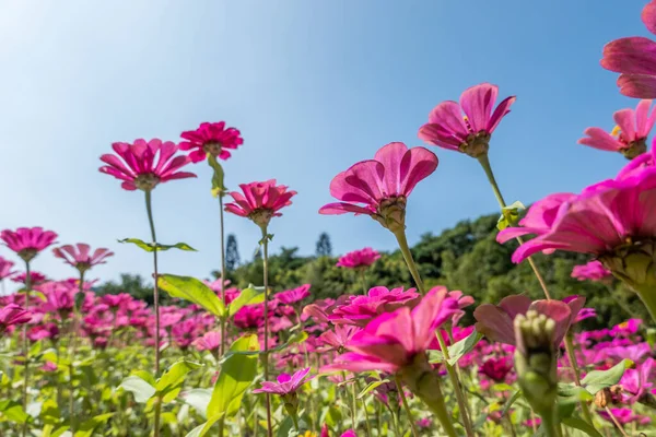 Kosmos merah muda bunga pertanian — Stok Foto