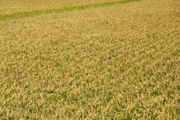 Fazenda de arroz maduro dourado — Fotografia de Stock