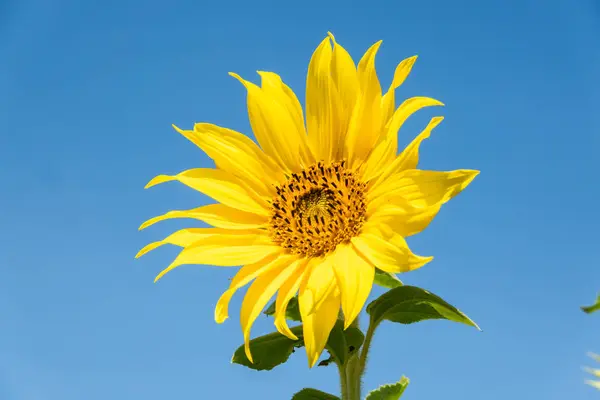 Sunflowers farm with yellow flowers — Stock Photo, Image