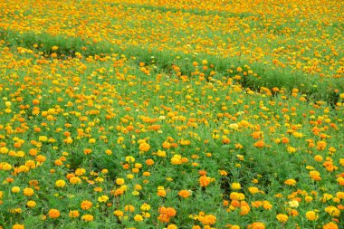 sarı kozmos çiçek çiftliği