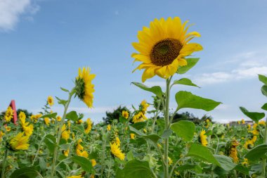 Sarı çiçekli ayçiçeği çiftliği