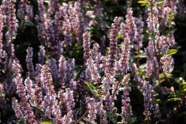 pembe mor mesona çiçekleri