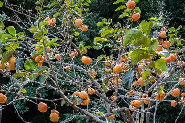Persimmons on the tree — Stock Photo, Image