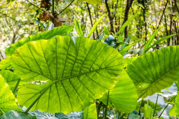 Folha verde de alocasia odora — Fotografia de Stock