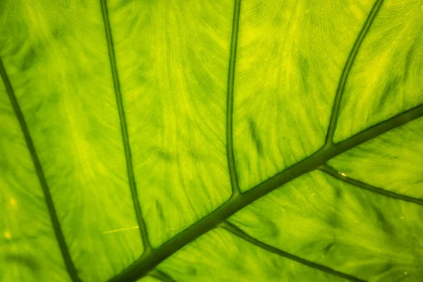 Folha verde de alocasia odora — Fotografia de Stock