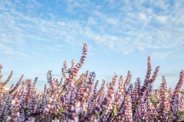 Fleurs mésona violet rose — Photo