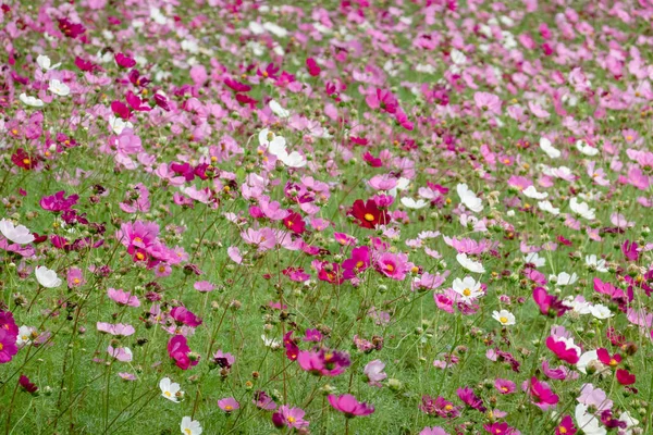 Cosmos coloridos flores fazenda — Fotografia de Stock