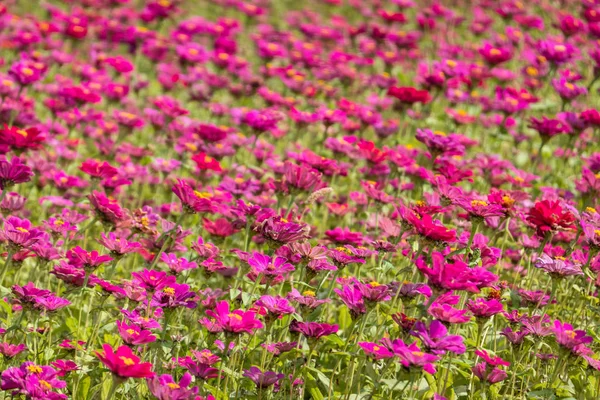 Cosmos coloridos flores fazenda — Fotografia de Stock