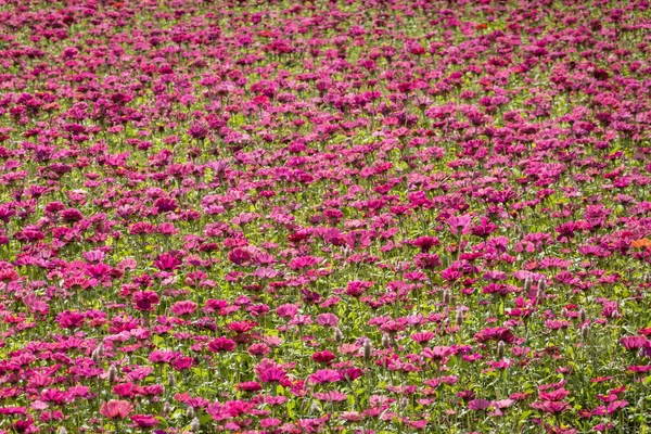 カラフルなコスモスの花の農場 — ストック写真
